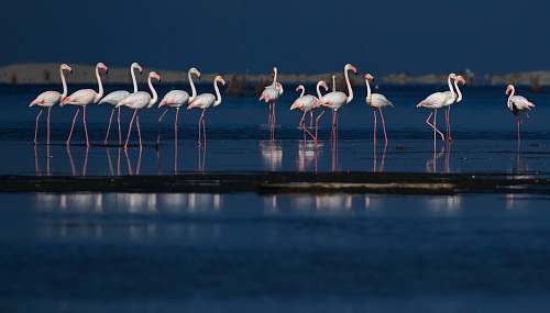 animal flamingos in body of water flock
