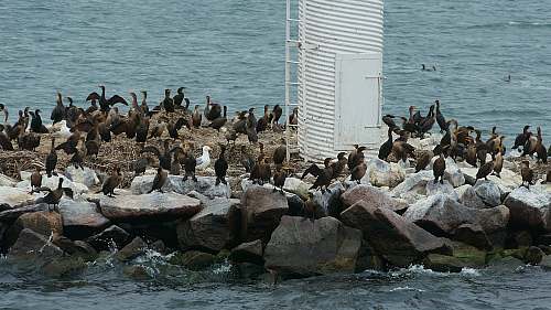 animal flock of birds on rocks waterfowl