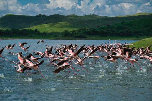 animal flock of white-and-pink flamingos flock