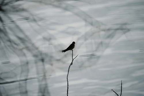 animal grayscale photography of bird on twig grey