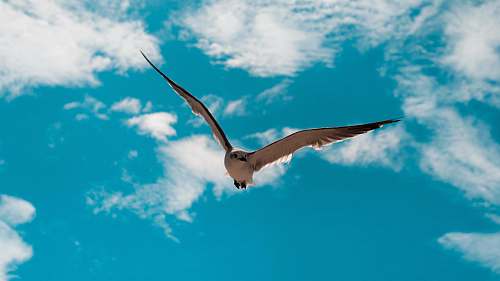 animal low angle photo of white bird flying