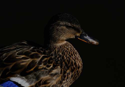 animal mallard duck photo waterfowl