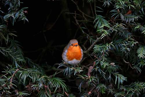 animal orange bird on tree robin