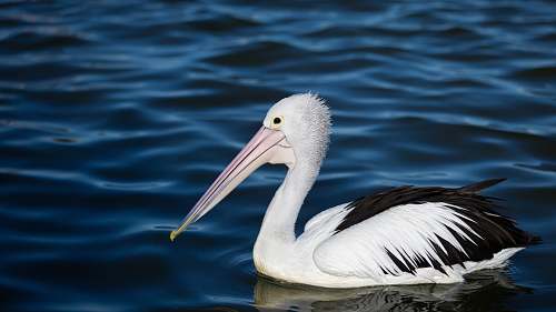 animal pelican in ocean pelican
