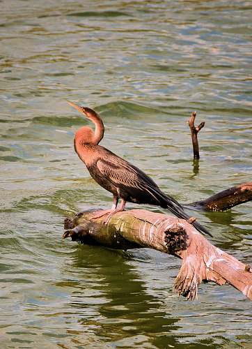 animal pink and black bird on driftwood anhinga