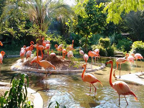 animal pink flamingos on pond surrounded with green plants flock