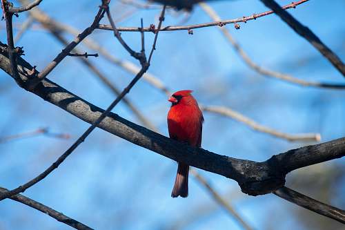 animal red Cardinals on tree branch cardinal