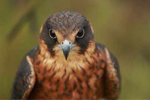 animal selective focus photo of brown bird hawk