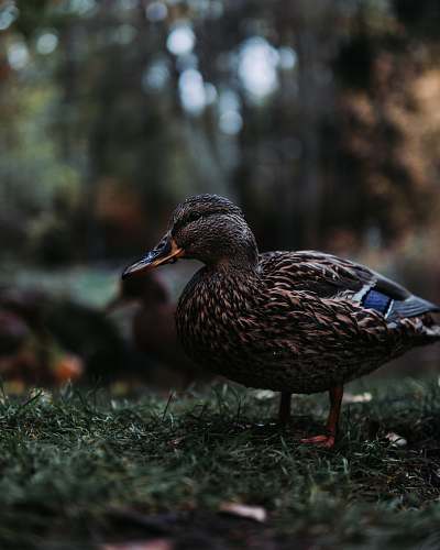 animal selective focus photo of duckling waterfowl