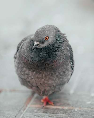 animal selective focus photo of pigeon dove