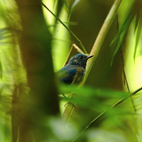 animal selective focus photography of a blue bird perching on a branch bush