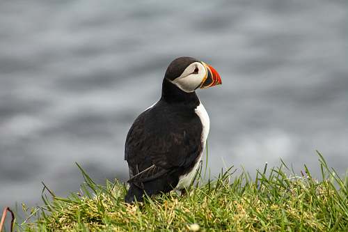 animal selective-focus photography of bird iceland