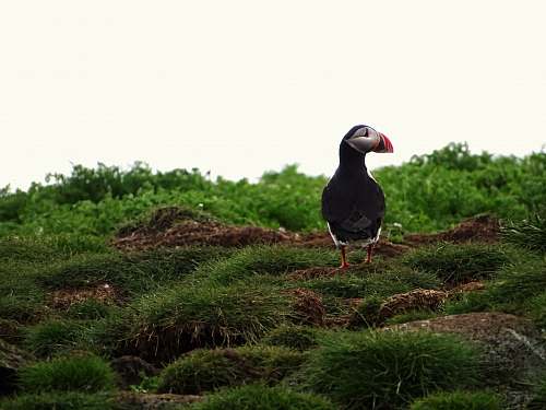 animal shallow focus photo of black bird iceland
