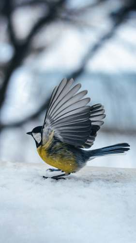 animal shallow focus photo of gray and yellow bird jay