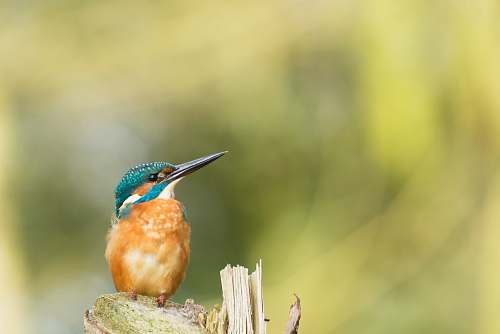 animal shallow focus photography of brown and blue bird bee eater