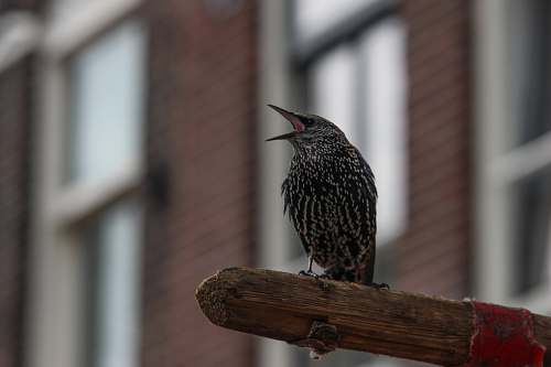 animal small brown perching on wood netherlands