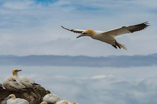 animal sparing bird over flock of birds flying
