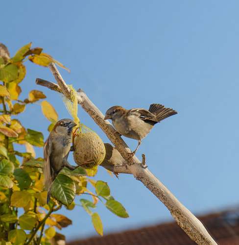 animal two bird on the tree trunk sparrow
