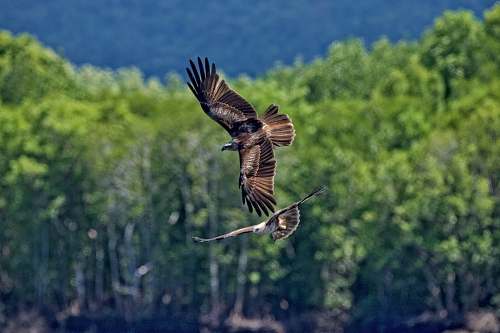 animal two birds flying at sky flying