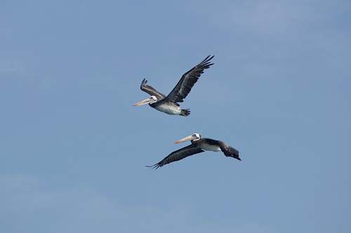 animal two pelican birds under blue sky pelican