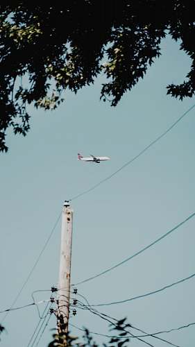 animal white airplane flying