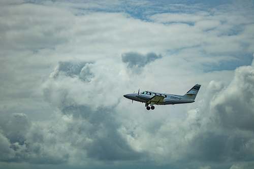 animal white airplane midair scenery grey