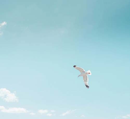 animal white and black bird flying