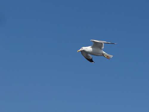animal white and black bird flying under clear blue sky flying