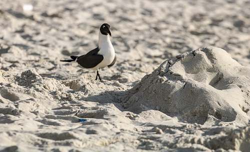 animal white and black dove on shore ground