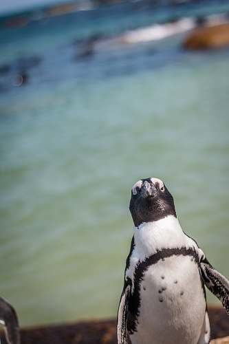animal white and black penguin penguin