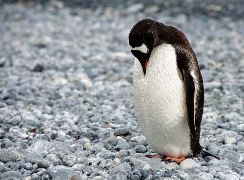 animal white and black penguin looking downward on field penguin