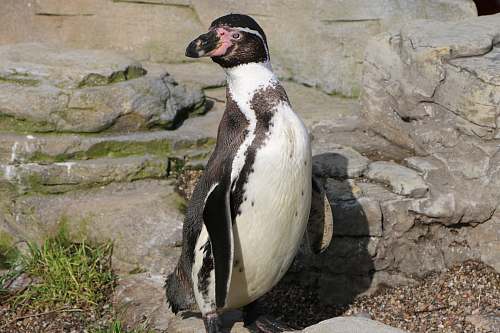 animal white and black penguin photograph penguin