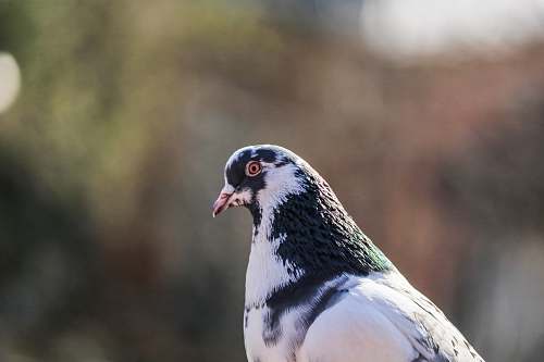 animal white and black pigeon dove