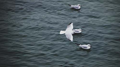 animal white bird grey
