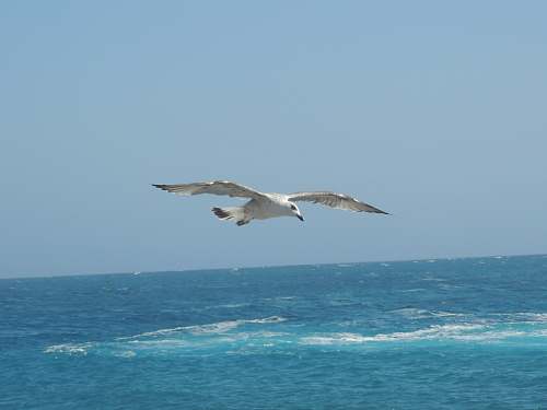 animal white bird close-up photography flying