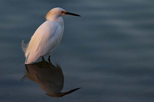animal white bird in water egret