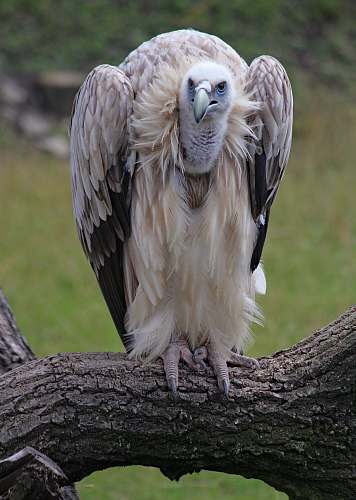 animal white bird on tree branch vulture
