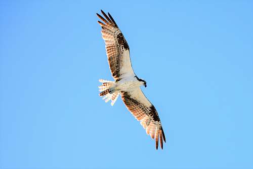 animal white hawk buzzard