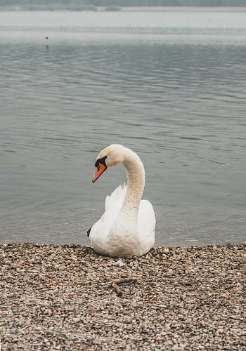 animal white swan on shore during daytime swan