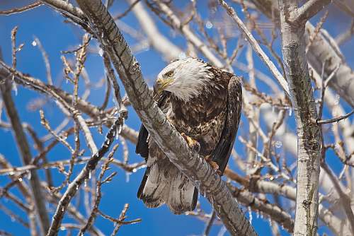 animal wildlife photography of eagle perching on tree brand during daytime eagle