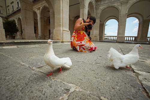 animal woman taking photo of two doves chicken