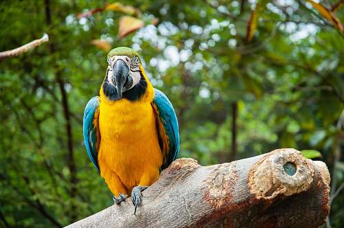 animal yellow and blue parrot guayaquil