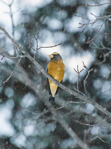 animal yellow bird perched on branch of leafless tree at winter nature
