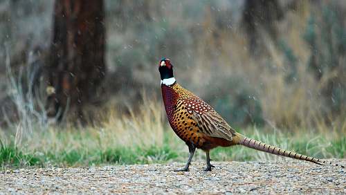 animal yellow, red, and black bird on ground pheasant