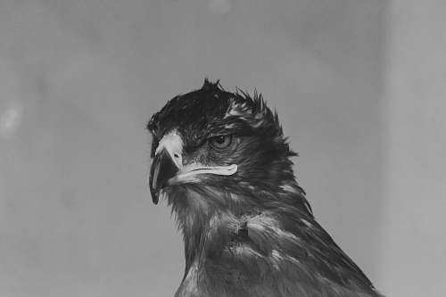 fowl gray bird illustration poultry