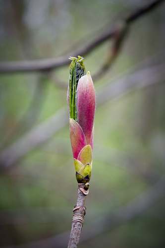 plant pink flower bud flower