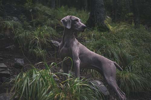 grass adult greyhound on forest during daytime animal