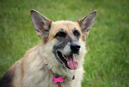 animal medium-coated tan dog canine