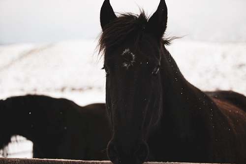animal black horse mammal