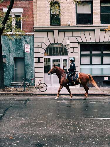 animal person riding horse during daytime mammal